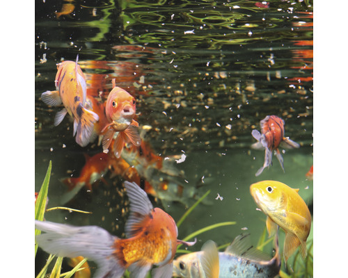 Groep goudvissen in aquarium met voedsel