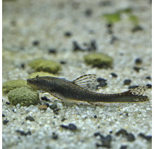 Pantser meerval in aquarium
