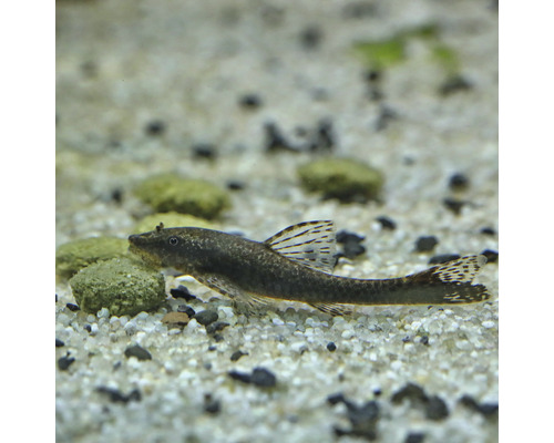 Pantser meerval in aquarium