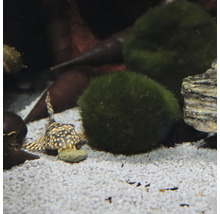 Aquarium met siervis en mosballen