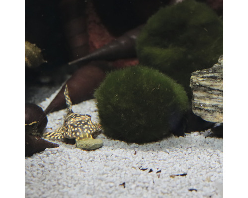 Aquarium met siervis en mosballen