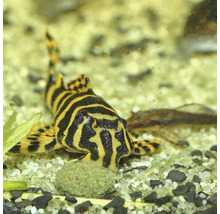 Zebra-pantsermeerval in aquarium op grind