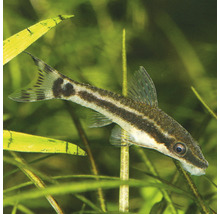 Siamese algeneter in aquarium
