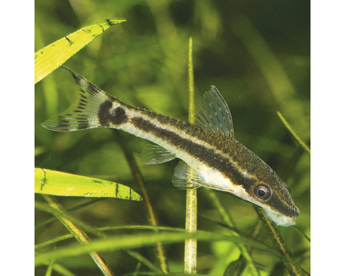 Siamese algeneter in aquarium