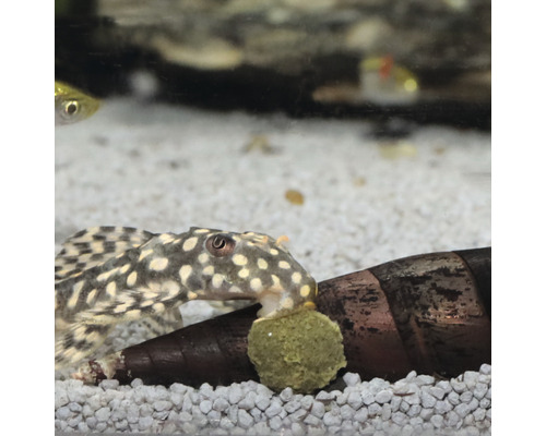Gevlekte plecostomus in aquarium met voedseltablet