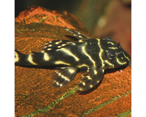 Harnasschildermeerval op een steen in een aquarium