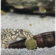 Gevlekte vis met voedertablet in een aquarium