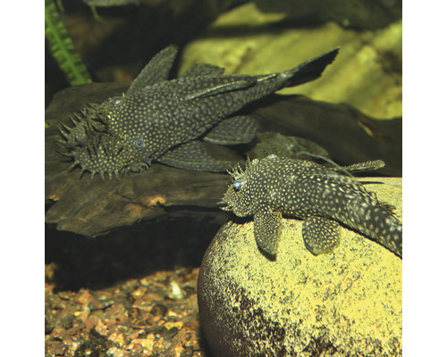 Twee antennemeervallen in aquarium op steen en hout