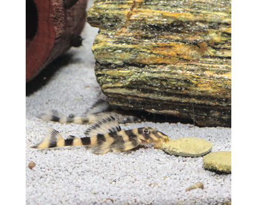 Antennemeerval in aquarium met stenen en voedertabletten