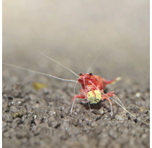 Rode dwerggarnaal in aquarium