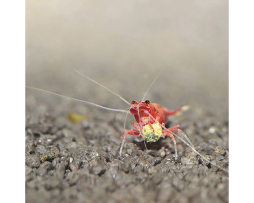 Rode dwerggarnaal in aquarium