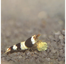 Garnaal met voedsel in aquarium