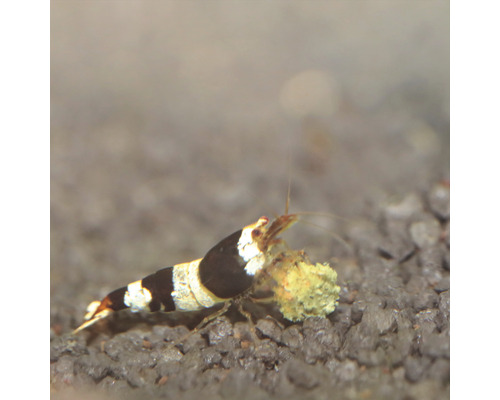 Garnaal met voedsel in aquarium