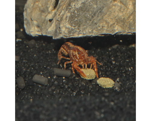 Dwergrivierkreeft in aquarium met voer