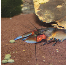 Blauwe Florida rivierkreeft in een aquarium