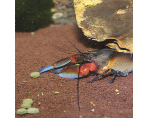 Blauwe Florida rivierkreeft in een aquarium