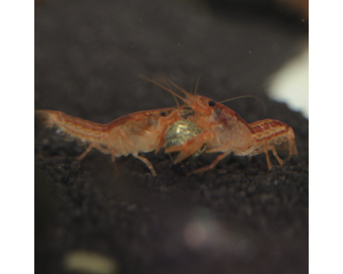 Twee rivierkreeften in aquarium