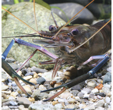 Close-up van een zoetwatergarnaal in aquarium