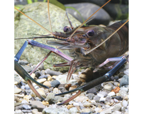 Close-up van een zoetwatergarnaal in aquarium