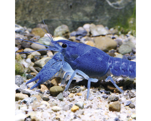 Blauwe Florida rivierkreeft in aquarium