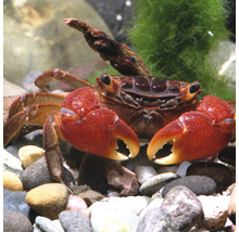 Rode mangrovekrab in aquarium met stenen en planten