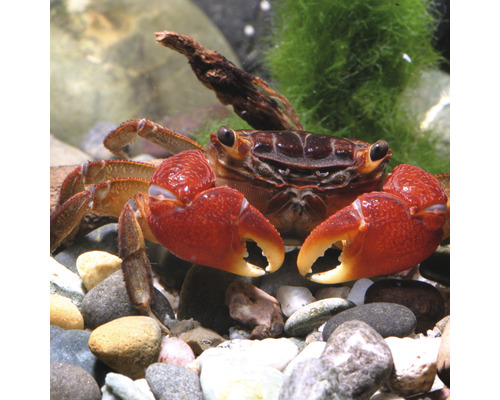 Rode mangrovekrab in aquarium met stenen en planten