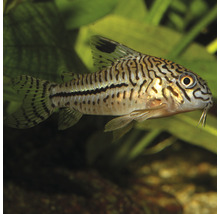 Pantsermeerval in aquarium