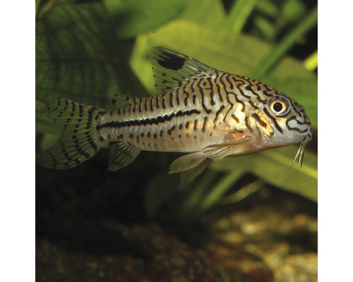 Pantsermeerval in aquarium