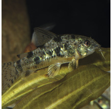 JBL ProNovo Corydoras Visvoer tabletten M 100 ml
