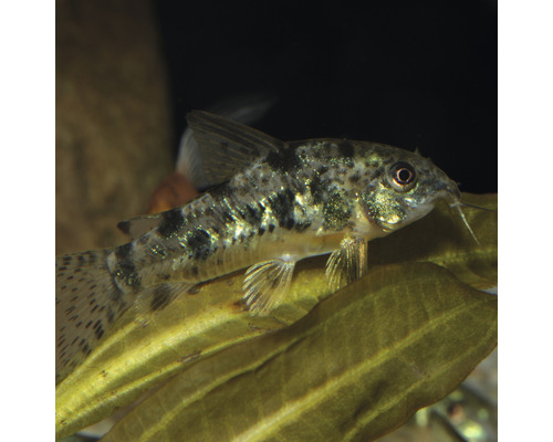 Gevlekte Corydoras in aquarium