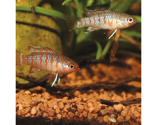 Twee gestreepte dwergcichliden in aquarium