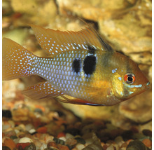 Blauwe antennebaars in aquarium