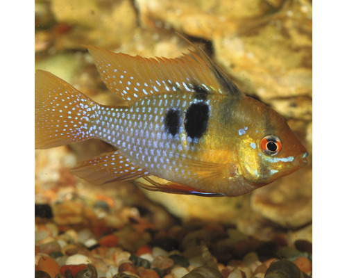 Blauwe antennebaars in aquarium