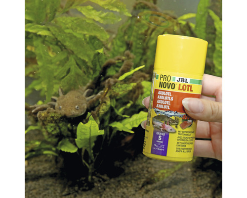 JBL Pro Novo Lotl axolotl voederblik in aquarium
