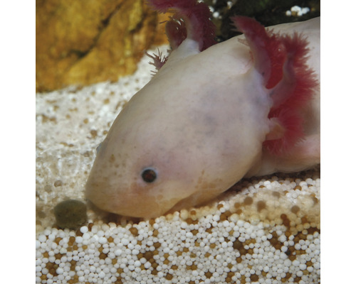 Axolotl in aquarium