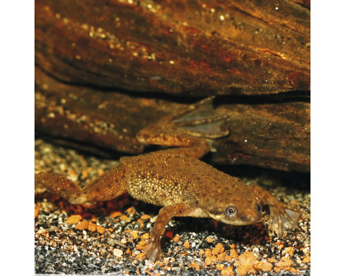 Afrikaanse klauwkikker in aquarium