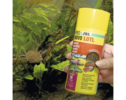 JBL Pro Novo Lotl voederbus met axolotl in aquarium