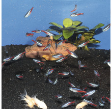 Aquarium met neon tetra vissen, planten en stenen op donker grind