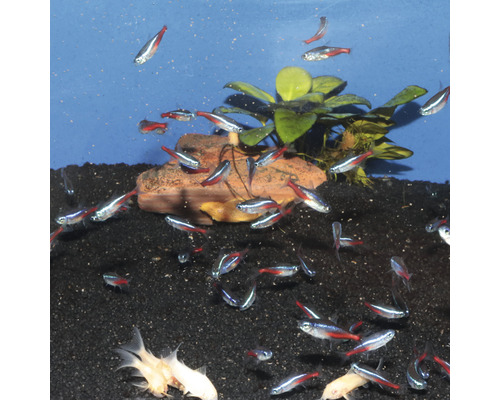 Aquarium met neon tetra vissen, planten en stenen op donker grind
