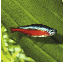 Neon Tetra vis in aquarium