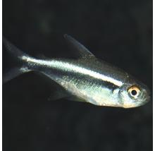 Neon Tetra vis voor aquaria