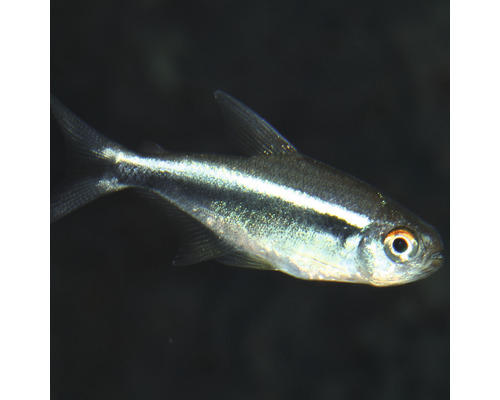 Neon Tetra vis voor aquaria