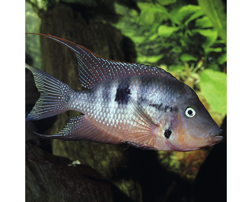 Geophagus brasiliensis vis voor aquaria