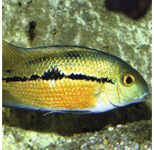Aquariumvis met horizontale zwarte streep