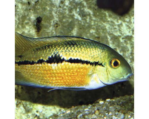 Aquariumvis met horizontale zwarte streep