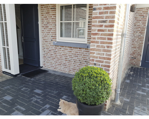 Entree van een huis met bestrating, bakstenen muur, voordeur en een ronde buxus in een pot
