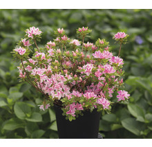 Azaleaplant in pot met bloemen
