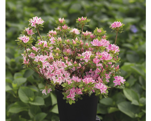 Azaleaplant in pot met bloemen