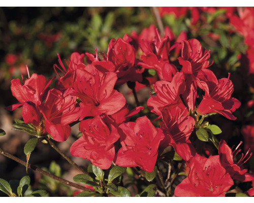 Close-up van een bloeiende azalea