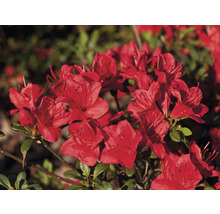 Rhododendron met bloemen